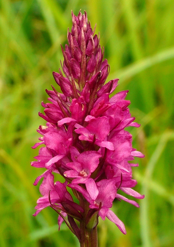 Nigritella, Dactylorhiza perverseemaltempo! Dolomiti luglio 2014.